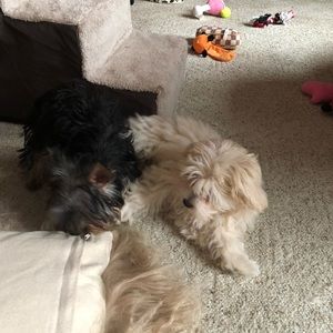 Meet your Posher, Dylan